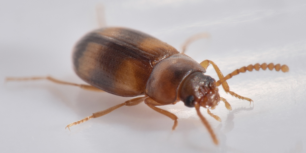 Tenebrionidae: Alphitophagus bifasciatus? S.